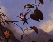 Amethyst Woodstar - 马丁·约翰逊·赫德